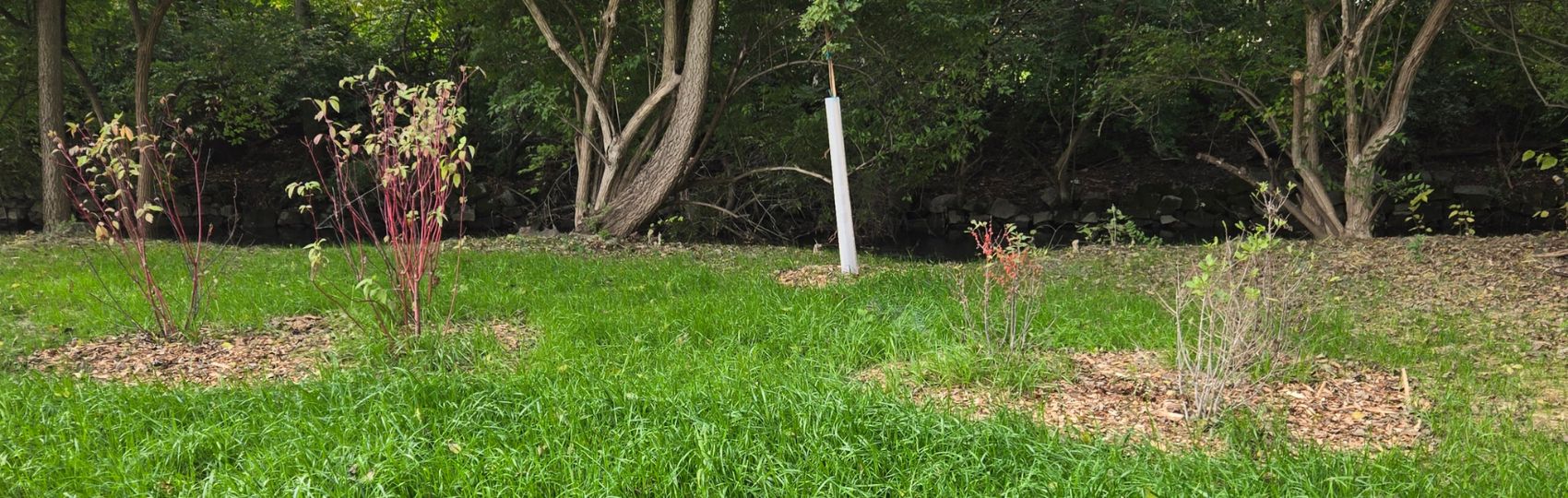 Photo of the buffer featuring newly planted trees
